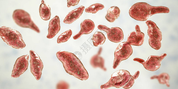 细菌支原体生殖器图片