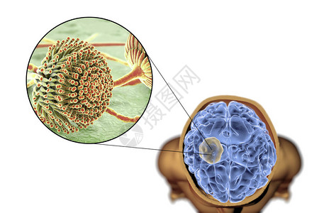 山药木耳脑曲霉菌和真菌曲霉菌的特写视图设计图片