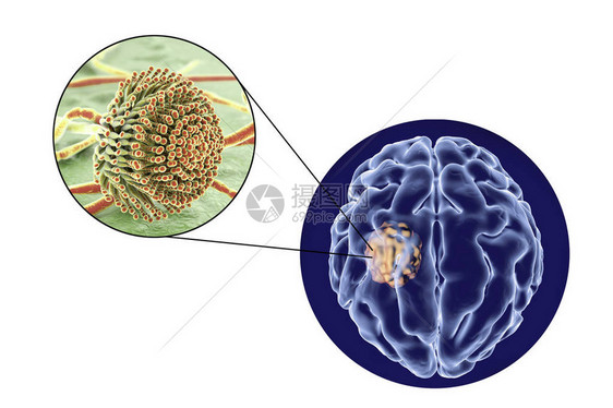 脑曲霉菌和真菌曲霉菌的特写视图图片