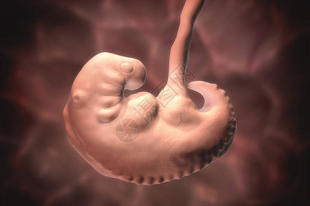 怀孕4周胚胎第4周中间部分科学精图片