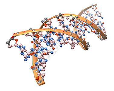 3D脱氧核糖酸分子说明有机化学图片