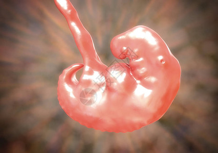 怀孕4周胚胎第4周中间部分科学精图片