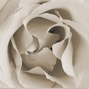 玫瑰芽半开的图片