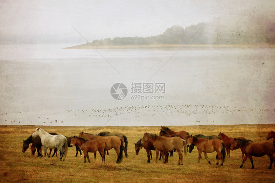 高山湖附近有马群的艺术复古图片图片