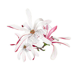 白色背景的皇家之星玛格努利亚花朵图片