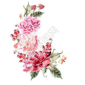 牡丹花浆果醋栗和覆盆子的花束水彩插图图片