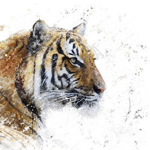 老虎肖像的数字绘画图片