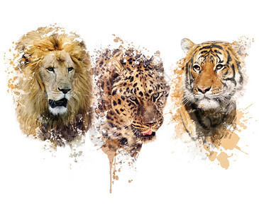 狮子Leopard和老虎图片