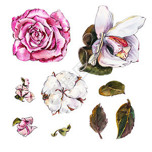 玫瑰兰花棉花和其他花叶和子白背景上孤立的设计要素笔图片