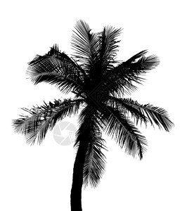 孤立在白色背景上的椰子树的剪影图片