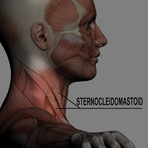 以3D软件制成的雄肌肉图片