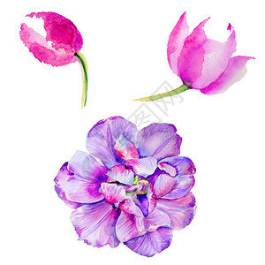 孤立的水彩风格野花郁金香花背景纹理包装图案框架或边框图片