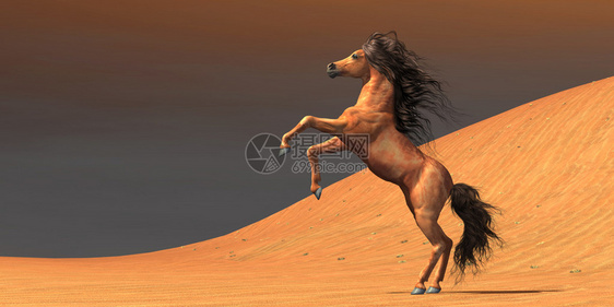 一只阿拉伯野马在沙漠环境中长大充图片