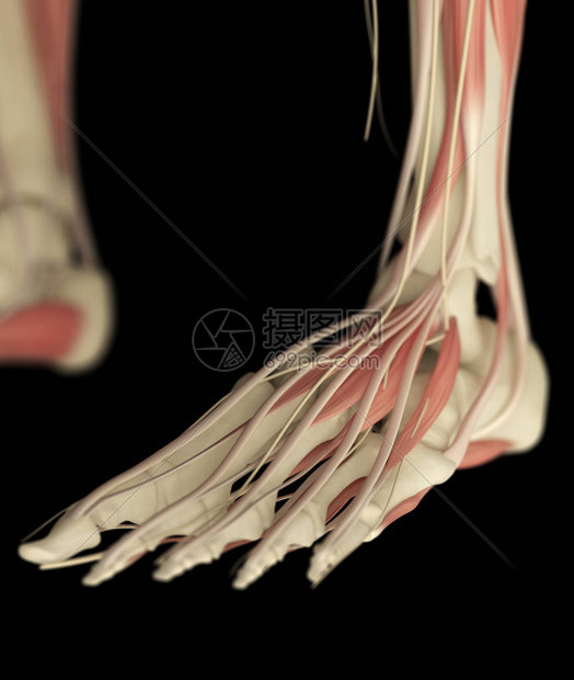 人体脚解剖模型图片
