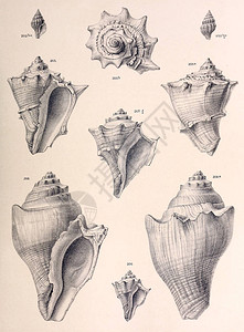 化石壳古老而复古的照片图片
