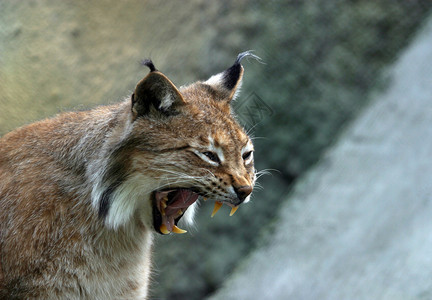 给杂志关于动物的插图Lynx图片