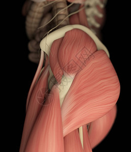 人的上腿肌肉系统侧视图图片