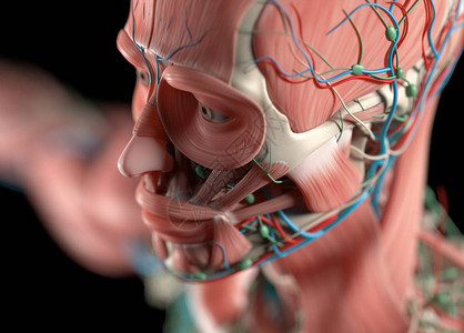 人类脸部解剖模图片
