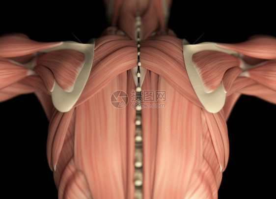 人类背部解剖模图片