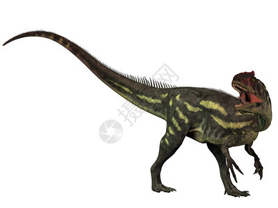 Allosaurus是一只大型的天龙掠食恐龙生活在侏图片