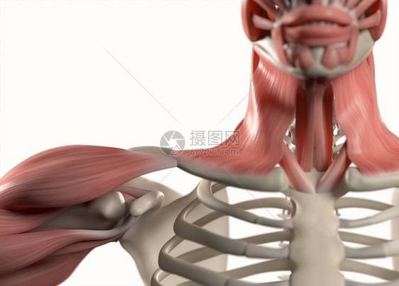 人类肩膀解剖模图片