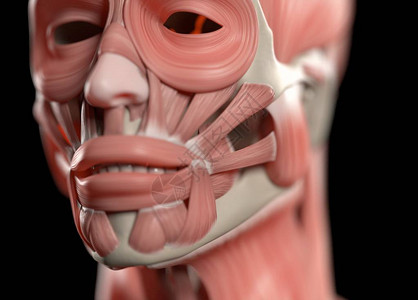 人类脸部解剖模背景图片