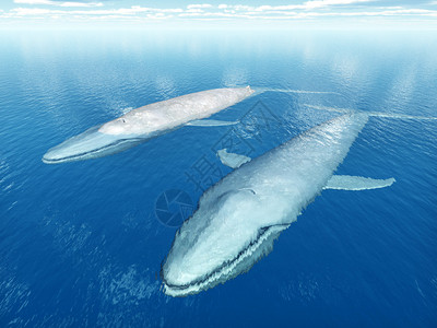 计算机生成的带有两只蓝鲸的3D插图图片