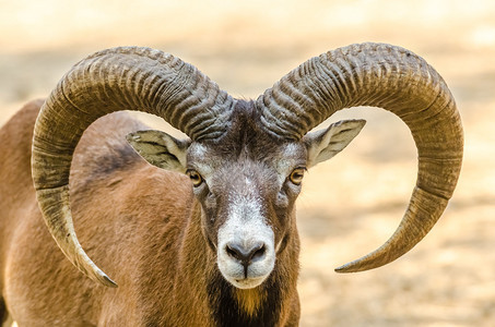 山羊肖像GoatPas背景图片