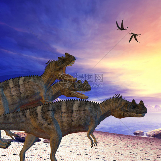 龙恐在海滩上寻找猎物两只多里格纳图斯图片
