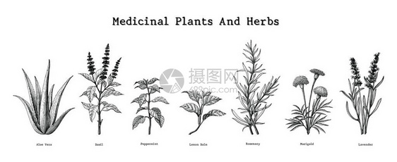 药用植物和草药手绘复古雕刻插图图片