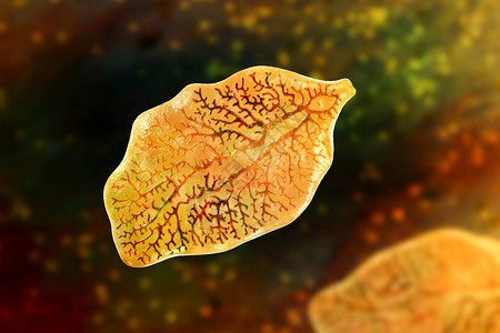3D图例一种寄生虫状蠕虫引起肝脏感染图片