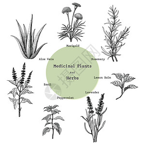 药用植物和草药手绘复古雕刻插图图片