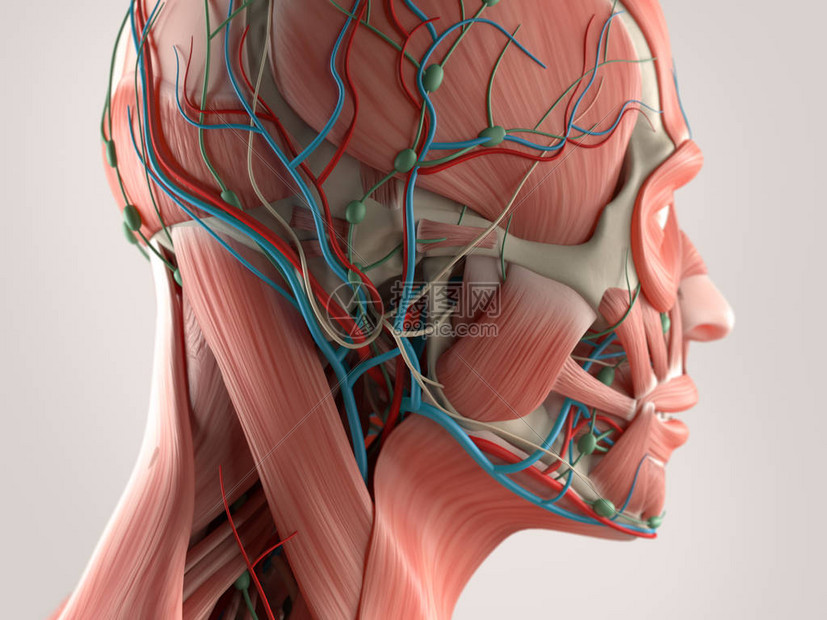 男头部解剖模型3D插图图片