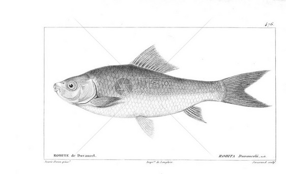鱼的插图旧图像图片