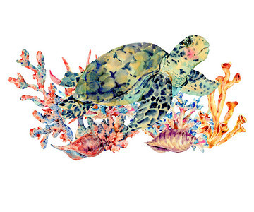 海水颜色古老的海洋生命自然贺卡水下插图海龟贝壳和海藻图片