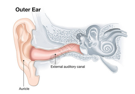 耳道人体耳解剖医学精插画