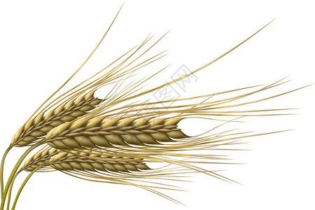 孤立背景小麦谷物插图以图片