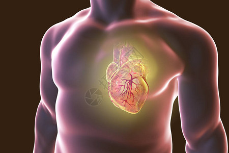 三维插图3D人类心脏与图片