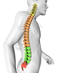 人体脊柱解剖图片