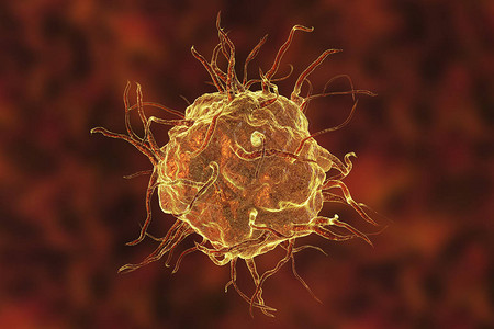 大型细胞单细胞免疫细胞近图片