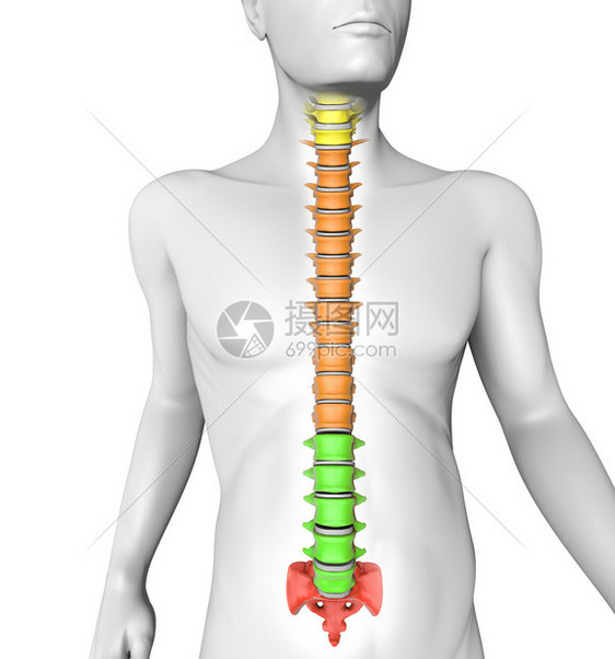 人体脊柱解剖图片