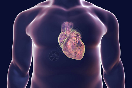 三维插图3D人类心脏与图片