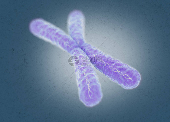 X染色体显微镜模型图片
