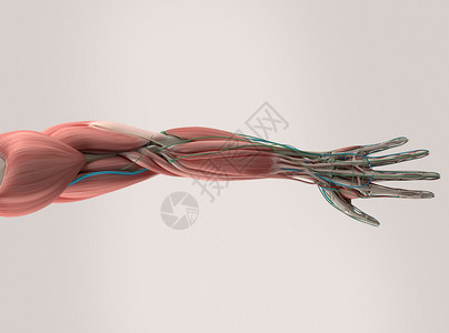 人体解剖肌肉系图片