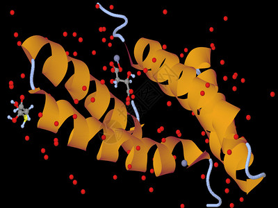 有机化学蛋白质分子模型生物图片