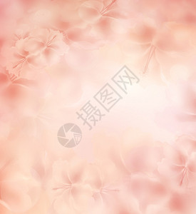 柔和的夏天背景与粉红色的花朵图片