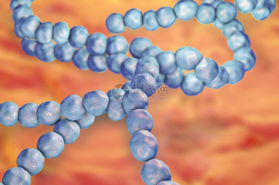 StreptococccusMutans细菌引起牙科类动物的克抗阳共活行图片