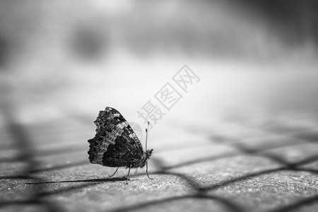 黑色和白色的蝴蝶紧贴上图片
