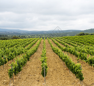 法国朗古杜鲁西隆LanguedocRoussillon葡萄园背景图片