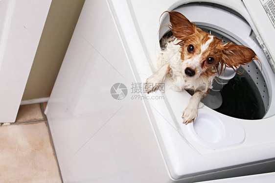 洗衣机里的狗图片